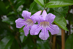 Lavender Trumpet Vine (Clytostoma callistegioides) at A Very Successful Garden Center