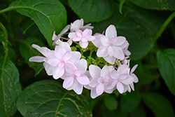 Chiri-san Sue Hydrangea (Hydrangea serrata 'Chiri-san Sue') at A Very Successful Garden Center