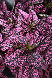 Splash Select Pink Polka Dot Plant (Hypoestes phyllostachya 'PAS2341') at A Very Successful Garden Center