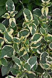 Variegated Chinese Violet (Asystasia gangetica 'Variegata') at A Very Successful Garden Center