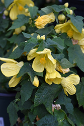 Lucky Lantern Yellow Abutilon (Abutilon 'NUABYELL') at Stonegate Gardens