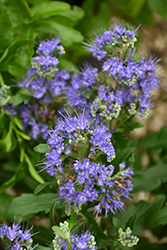Grand Bleu Caryopteris (Caryopteris x clandonensis 'Inoveris') at Lakeshore Garden Centres