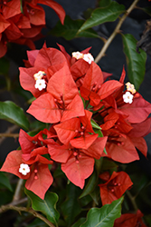 Flame Red Bougainvillea (Bougainvillea 'Flame Red') at A Very Successful Garden Center
