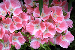 Pink Satin Flower (Clarkia amoena 'Pink') at A Very Successful Garden Center