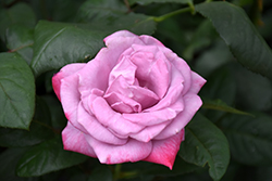 Paradise Rose (Rosa 'Paradise') at Lakeshore Garden Centres