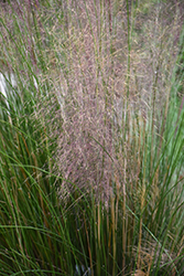 Regal Mist Muhly Grass (Muhlenbergia capillaris 'Lenca') at Stonegate Gardens