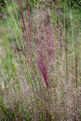 Regal Mist Muhly Grass (Muhlenbergia capillaris 'Lenca') at Stonegate Gardens