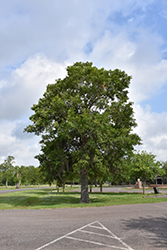Southern Live Oak (Quercus virginiana) at A Very Successful Garden Center