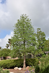 Pond Cypress (Taxodium ascendens) at Stonegate Gardens