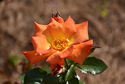Playboy Rose (Rosa 'Cheerio') at Stonegate Gardens