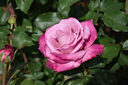Fragrant Plum Rose (Rosa 'Fragrant Plum') at Lakeshore Garden Centres