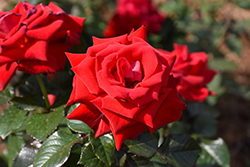 Drop Dead Red Rose (Rosa 'Drop Dead Red') at Lakeshore Garden Centres