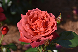Hot Cocoa Rose (Rosa 'Hot Cocoa') at Stonegate Gardens