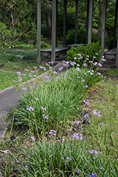 Society Garlic (Tulbaghia violacea) at A Very Successful Garden Center