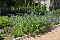 Henry Duelberg Salvia (Salvia farinacea 'Henry Duelberg') at A Very Successful Garden Center
