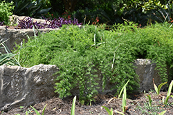 Sprengeri Asparagus Fern (Asparagus densiflorus 'Sprengeri') at A Very Successful Garden Center