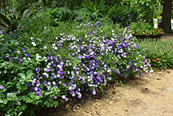 Compact Yesterday Today And Tomorrow (Brunfelsia pauciflora 'Eximia') at A Very Successful Garden Center