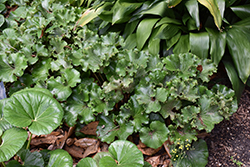 Crested Leopard Plant (Farfugium japonicum 'Crispatum') at A Very Successful Garden Center