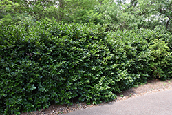 Sweet Viburnum (Viburnum awabuki) at Stonegate Gardens