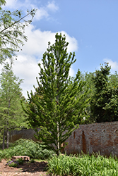 Peve Minaret Baldcypress (Taxodium distichum 'Peve Minaret') at A Very Successful Garden Center