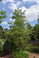 Pond Cypress (Taxodium distichum var. imbricatum) at A Very Successful Garden Center