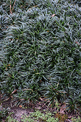 Kyoto Dwarf Mondo Grass (Ophiopogon japonicus 'Kyoto') at Stonegate Gardens