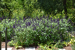 Purple Majesty Sage (Salvia guaranitica 'Purple Majesty') at A Very Successful Garden Center
