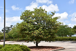 Japanese Blueberry Tree (Elaeocarpus decipiens) at Stonegate Gardens