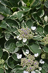 Mariesii Variegata Hydrangea (Hydrangea macrophylla 'Mariesii Variegata') at Lakeshore Garden Centres