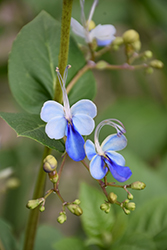 Blue Butterfly Plant (Rotheca myricoides 'Ugandense') at Lakeshore Garden Centres