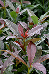 Coppertop Sweet Viburnum (Viburnum odoratissimum 'Brant 01') at Lakeshore Garden Centres