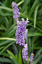 Purple Explosion Lily Turf (Liriope muscari 'EXC 051') at Stonegate Gardens