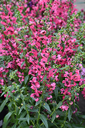 Pink Angelonia (Angelonia angustifolia 'Pink') at A Very Successful Garden Center