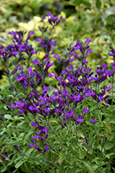 Vibe Ignition Purple Sage (Salvia x jamensis 'Ignition Purple') at Lakeshore Garden Centres