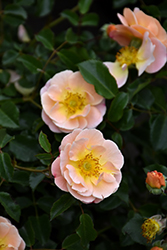 Flower Carpet Amber Rose (Rosa 'Flower Carpet Amber') at A Very Successful Garden Center