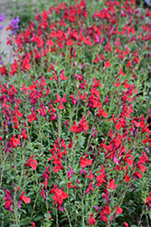 Radio Red Autumn Sage (Salvia greggii 'Radio Red') at Lakeshore Garden Centres