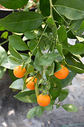 Minneola Tangelo (Citrus 'Minneola') at Stonegate Gardens