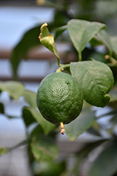 Persian Lime (Citrus x latifolia) at A Very Successful Garden Center