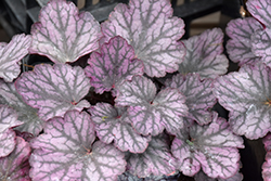 Heureka Silver Lord Coral Bells (Heuchera 'Silver Lord') at A Very Successful Garden Center