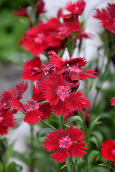 Rockin' Red Pinks (Dianthus 'PAS1141436') at A Very Successful Garden Center