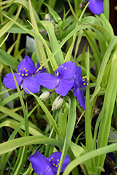 Blue And Gold Spiderwort (Tradescantia x andersoniana 'Blue And Gold') at A Very Successful Garden Center