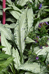 Silver Bouquet Lungwort (Pulmonaria 'Silver Bouquet') at A Very Successful Garden Center