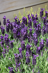 Anouk Deep Rose Spanish Lavender (Lavandula stoechas 'Anouk Deluxe 179') at Lakeshore Garden Centres