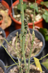 Millennium Asparagus (Asparagus 'Millennium') at A Very Successful Garden Center