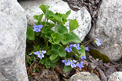 Wooly Blue Violet (Viola sororia) at Lakeshore Garden Centres