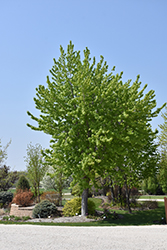 Silver Cloud Silver Maple (Acer saccharinum 'Silver Cloud') at A Very Successful Garden Center