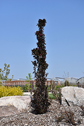 Midnite Spire Columnar Crabapple (Malus 'Midnite Spire') at A Very Successful Garden Center