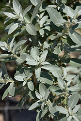 Silverado Olive (Elaeagnus 'Jefsil') at Lakeshore Garden Centres