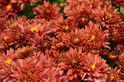 Stardust Chrysanthemum (Chrysanthemum 'Jefdust') at A Very Successful Garden Center