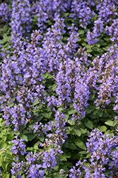 Purrsian Blue Catmint (Nepeta x faassenii 'Purrsian Blue') at A Very Successful Garden Center